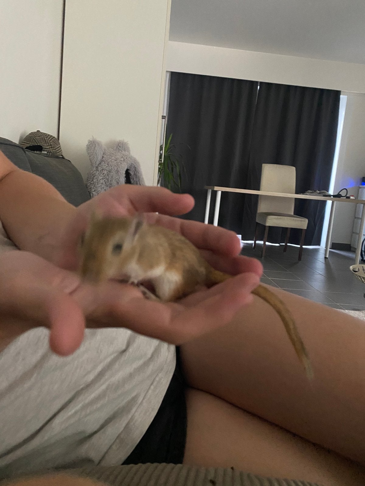 Gratis gerbils, Dieren en Toebehoren, Februari, Vrouwelijk, Overige typen, Tam