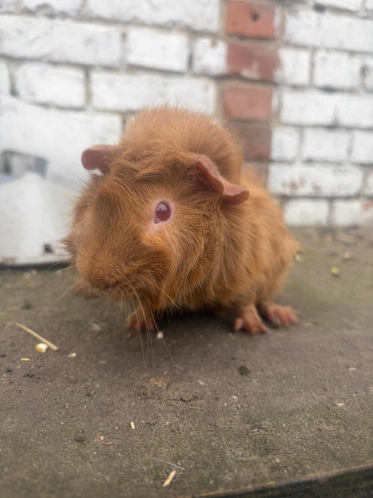 Mooie cavia beertjes, Cavia, April, Mannelijk, Tam