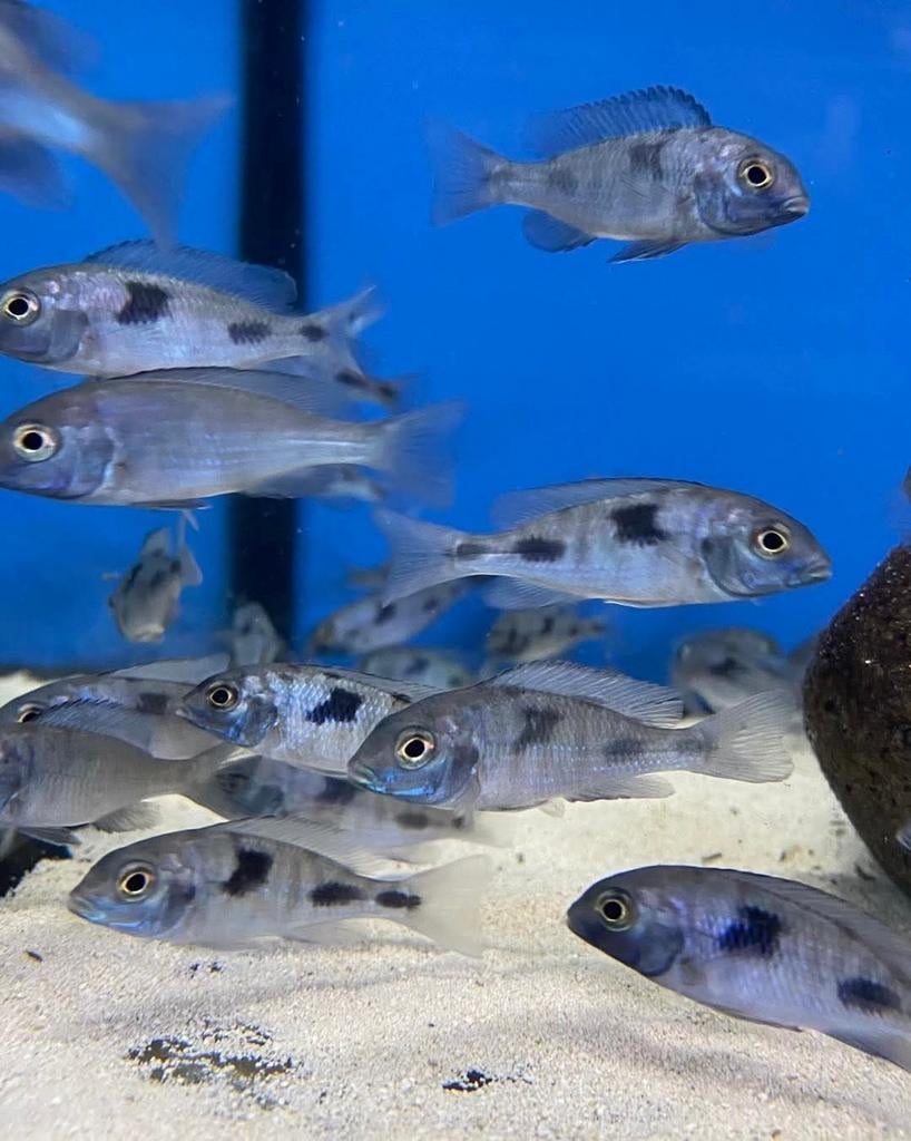 Malawi cichliden Malawi "Cyrtocara Moorii"