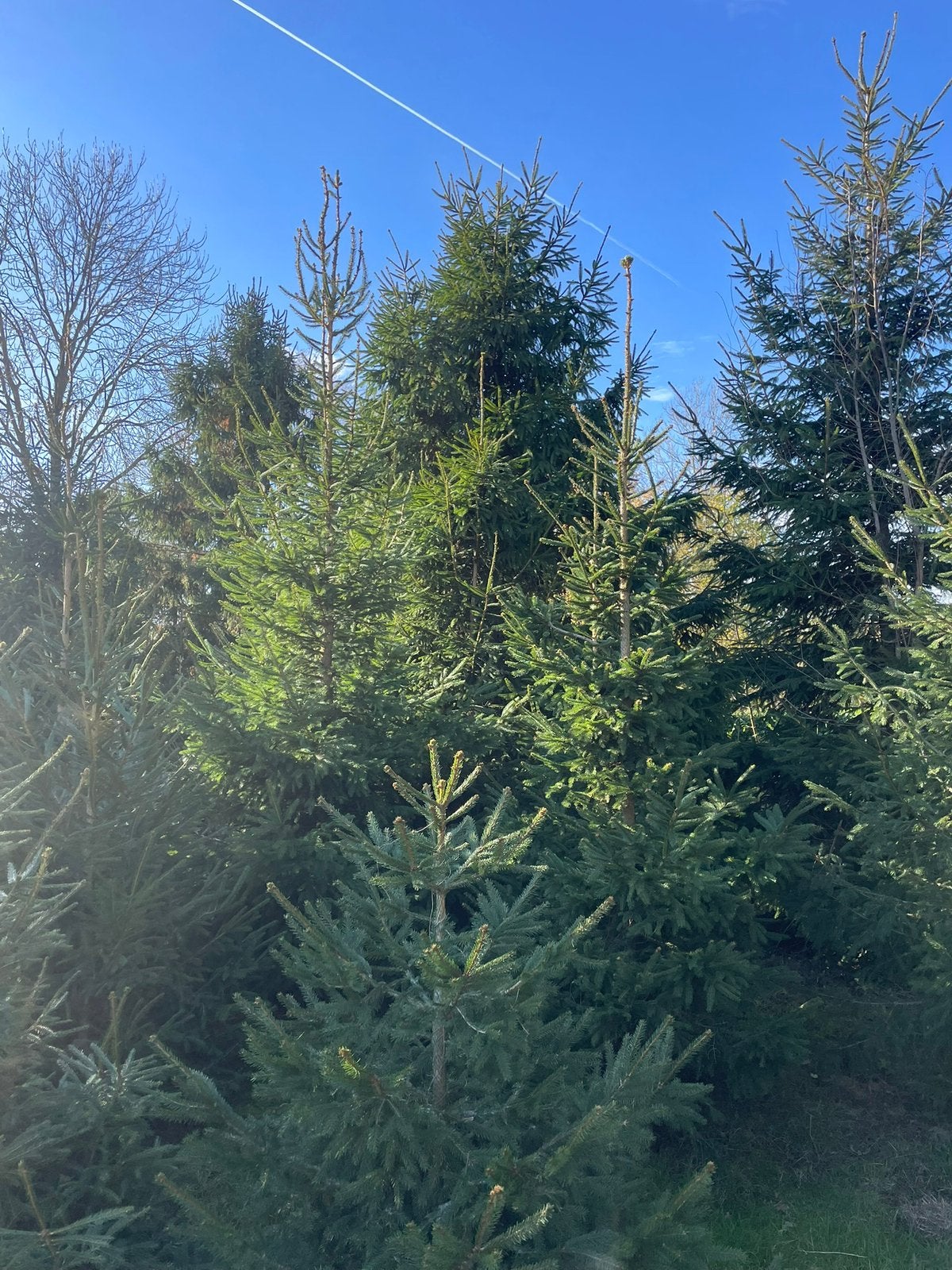 Kerstbomen, Ophalen