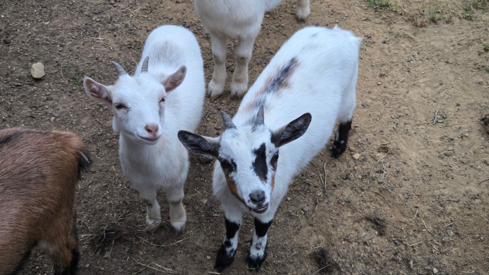 dwerggeitlammetjes miekes, gecastreerde bokjes, Meerdere dieren, Geit, 0 tot 2 jaar