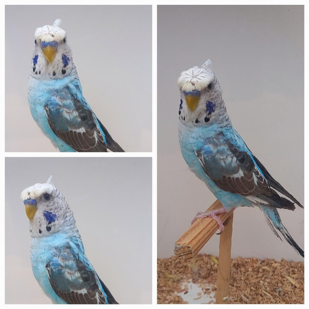 Rosette Blackwing bleue opaline, Mâle, Perruche, Bagué