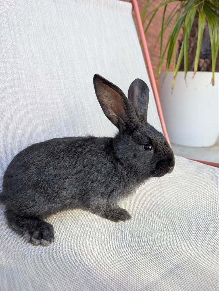 Vlaamse Reusjes (mannetjes), Dieren en Toebehoren, Konijnen, Mannelijk, Groot, 0 tot 2 jaar