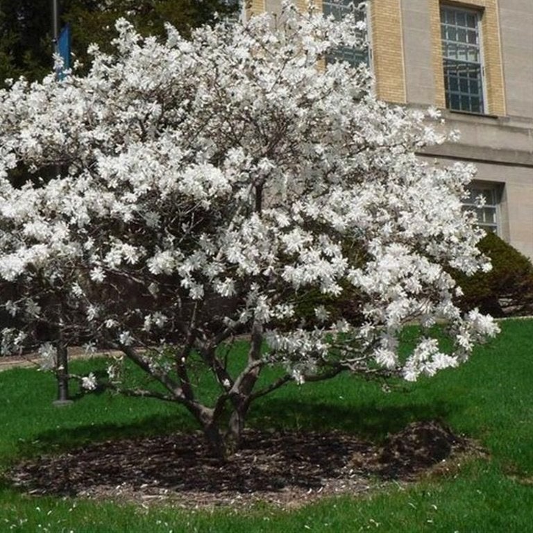 Meerstammige bomen/planten, Enlèvement, En pot