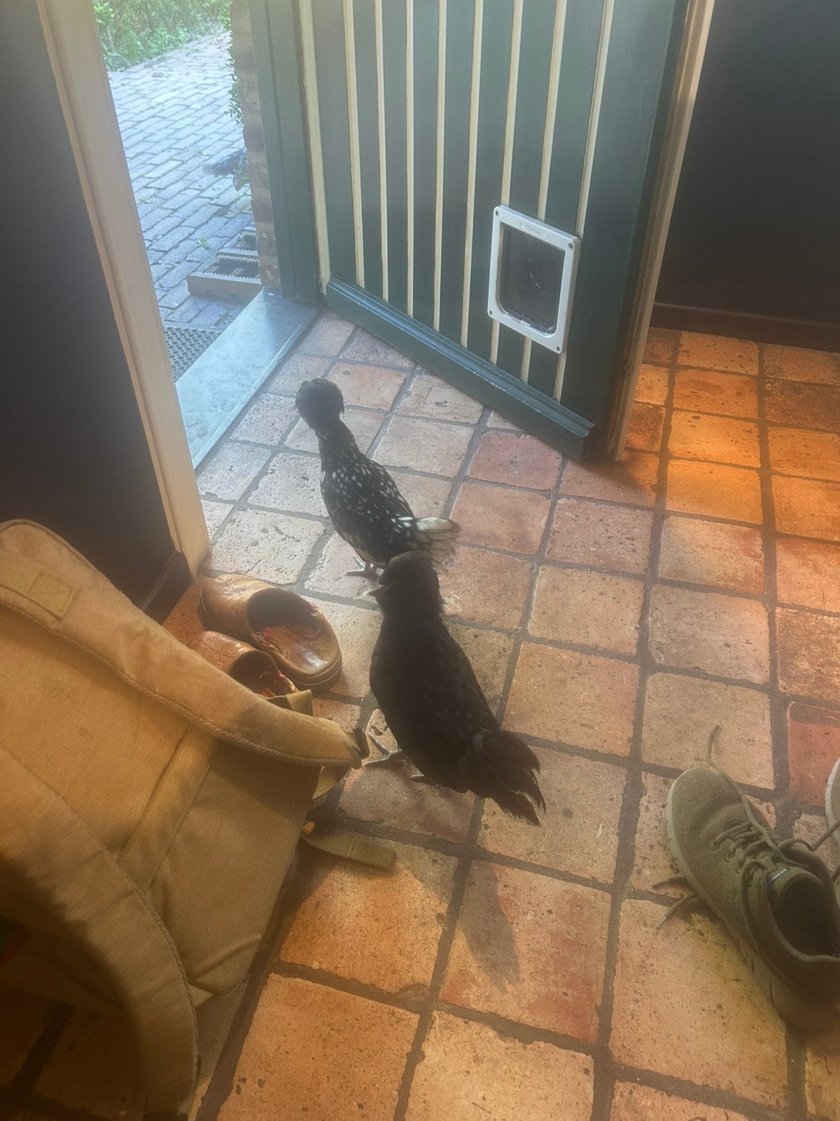Padua haantjes super tam!, Dieren en Toebehoren, Mannelijk, Kip