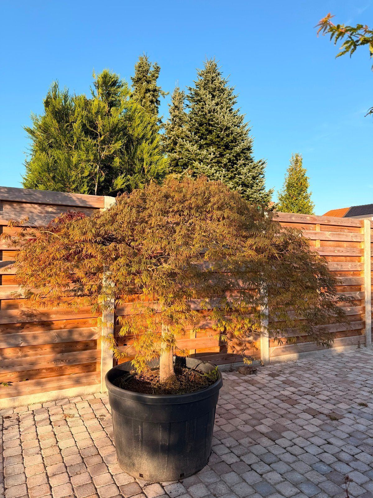 Japanse esdoorn, Tuin en Terras, Planten | Bomen, Ophalen
