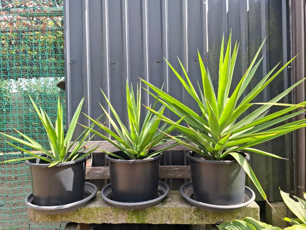 Jonge Yucca's in grote pot!, Ophalen, Vaste plant, Siergrassen, Volle zon