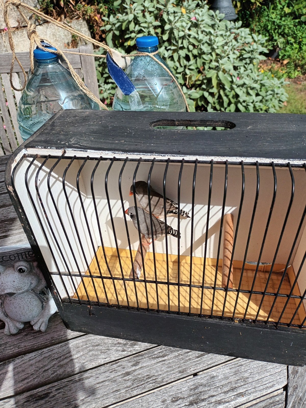 zebravinken  zwartwang, Dieren en Toebehoren, Tropenvogel