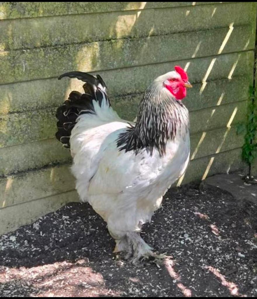 Brahma haan, Dieren en Toebehoren, Pluimvee