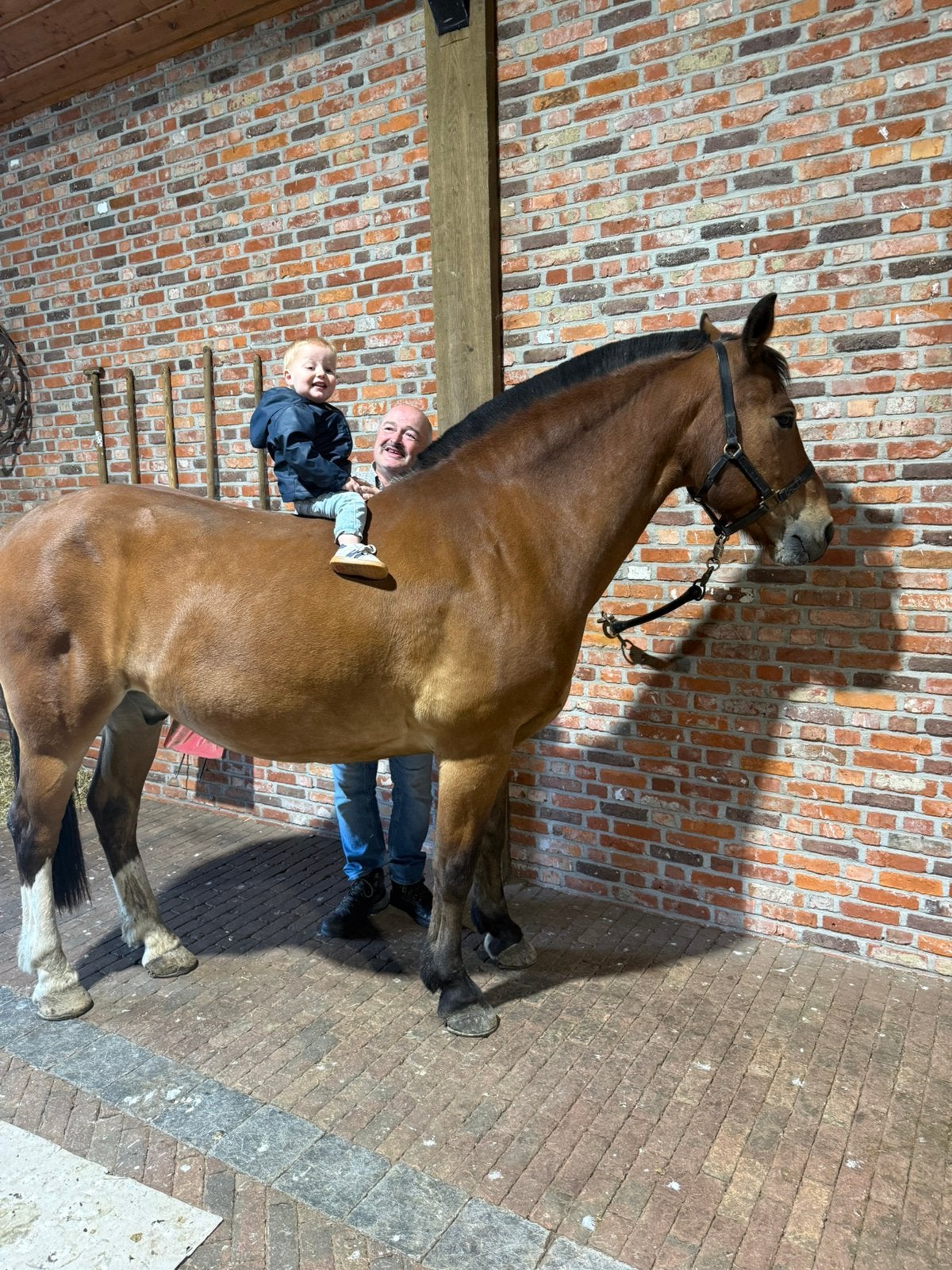 Freiberger te koop, Ruin