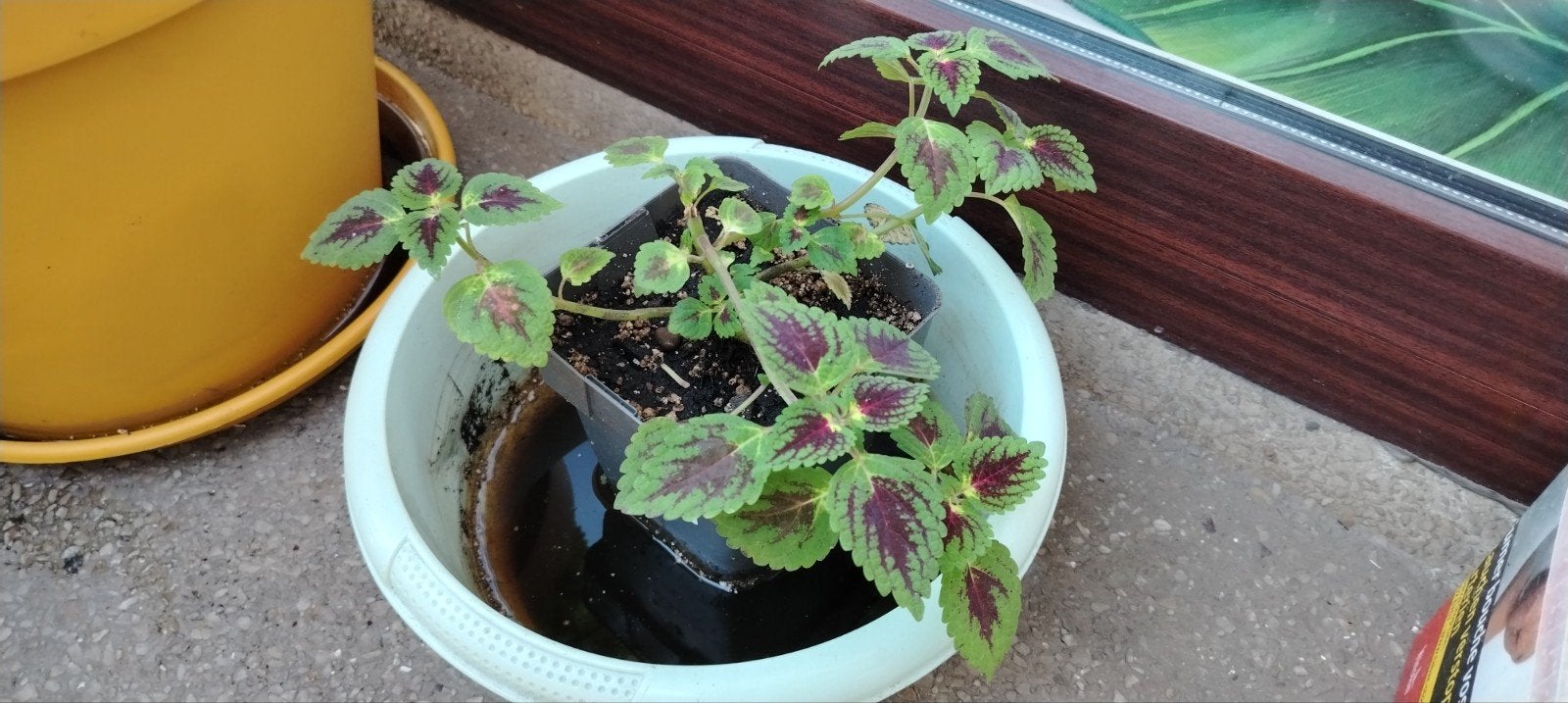 Plantes - boutures _ jeunes Coleus en pot., Enlèvement ou Envoi, Mi-ombre