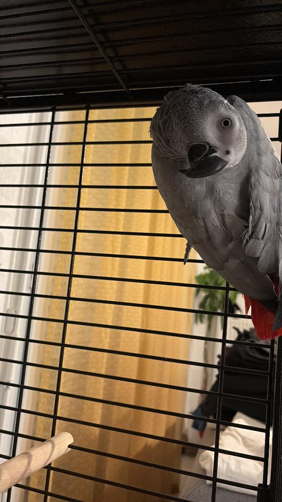 LOLA GRIS DU GABON, Dieren en Toebehoren, Vrouwelijk, Papegaai, Pratend