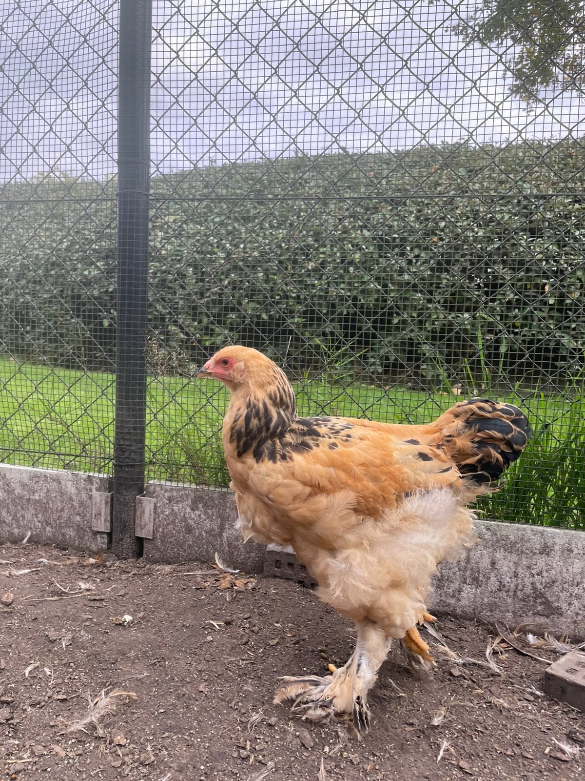 Brahma haan Colombia, Mâle, Poule ou poulet