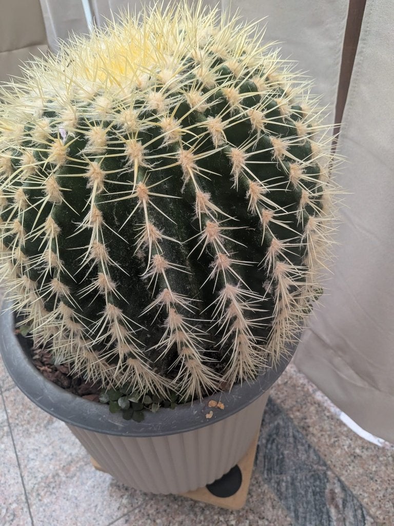 Plante Cactus rond, Enlèvement, Cactus