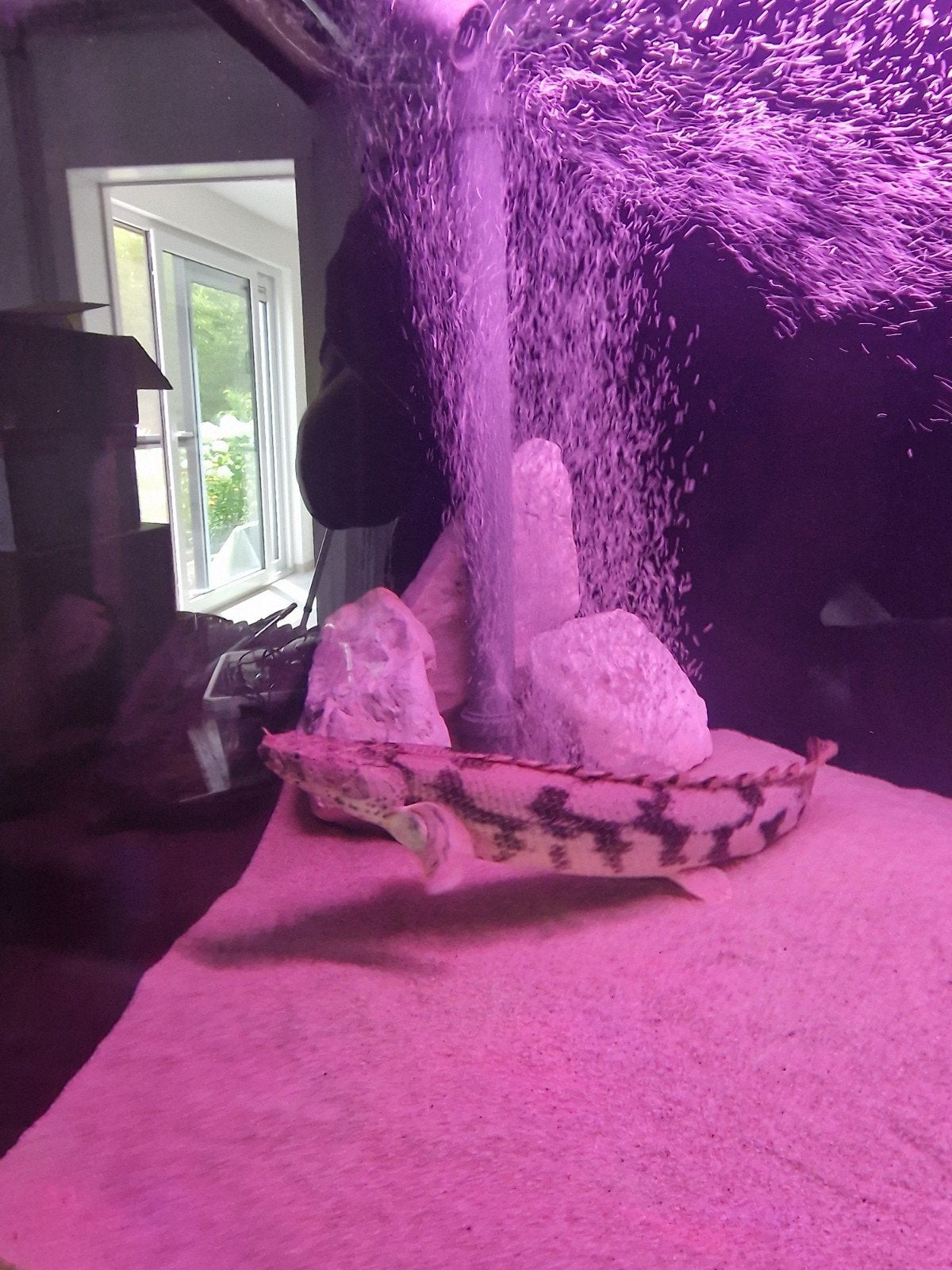 Polypterus bichir endlicherii, Dieren en Toebehoren, Vissen | Aquariumvissen