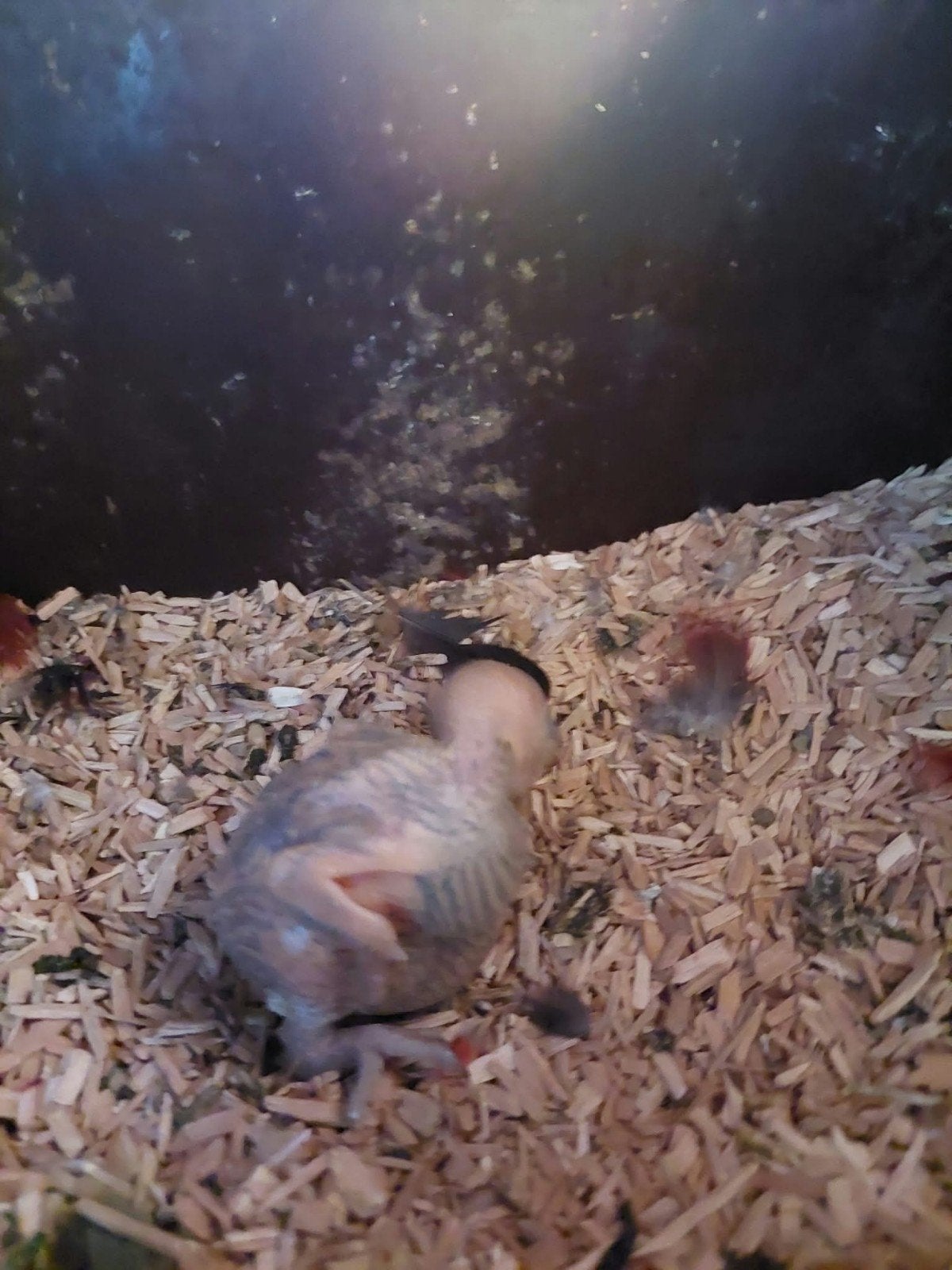 Edelpapegaai, Dieren en Toebehoren, Geslacht onbekend, Papegaai, Tam