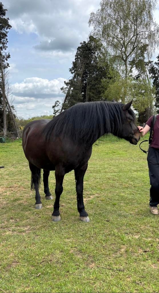 Stoere ruin te koop, Ruin