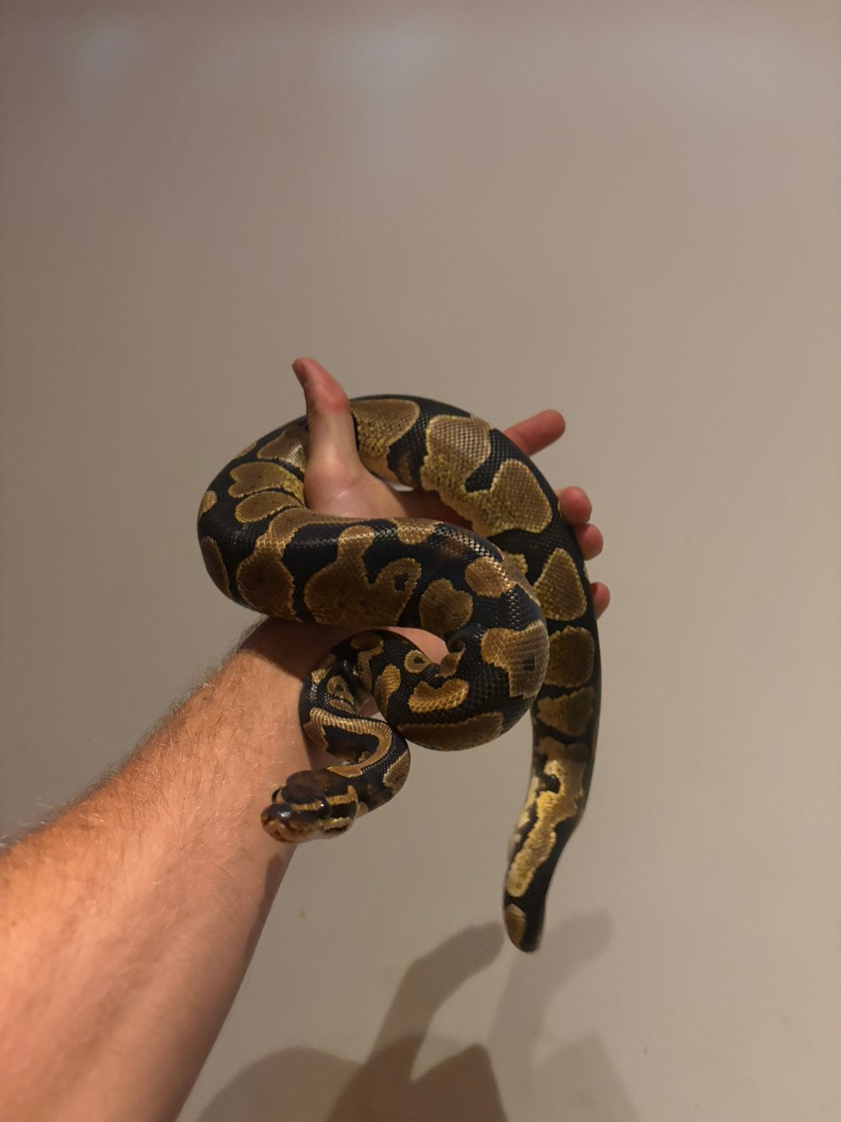 Asphalt / Fire / HGW plus terra, Serpent, Avec terrarium, 0 à 2 ans