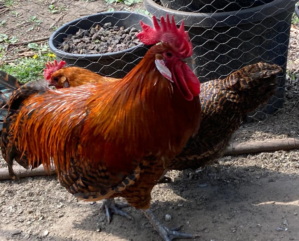 Koppel Zingems Leghoen, Dieren en Toebehoren, Pluimvee