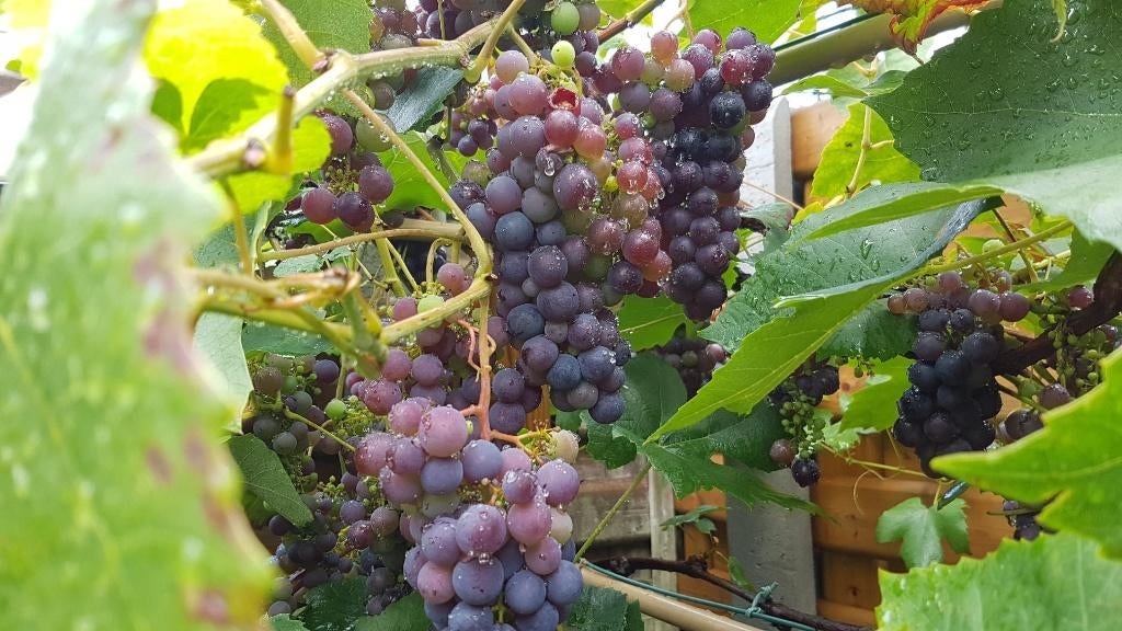 Druivelaars Boskoop Glory, Tuin en Terras, Ophalen