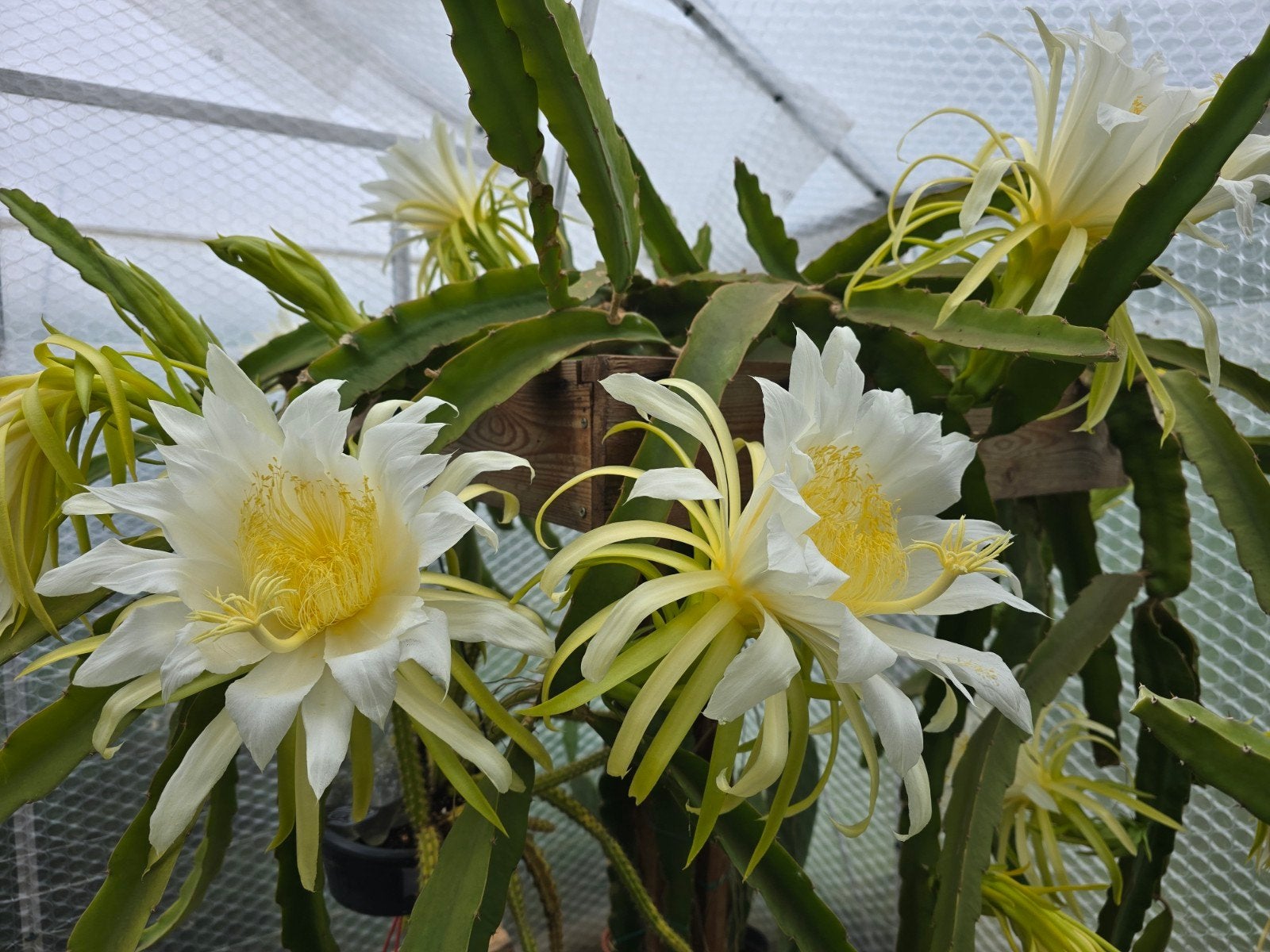 Dragonfruit / Pitaya stekken op aanvraag – vers gesneden, Huis en Inrichting, Kamerplanten, Cactus, 150 tot 200 cm, Bloeiende kamerplant
