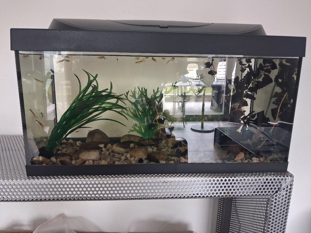 Aquarium, Dieren en Toebehoren, Ophalen, Inclusief planten, Gebruikt, Gevuld zoetwateraquarium