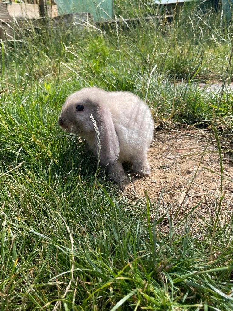 Lapins nains bélier, Animaux & Accessoires