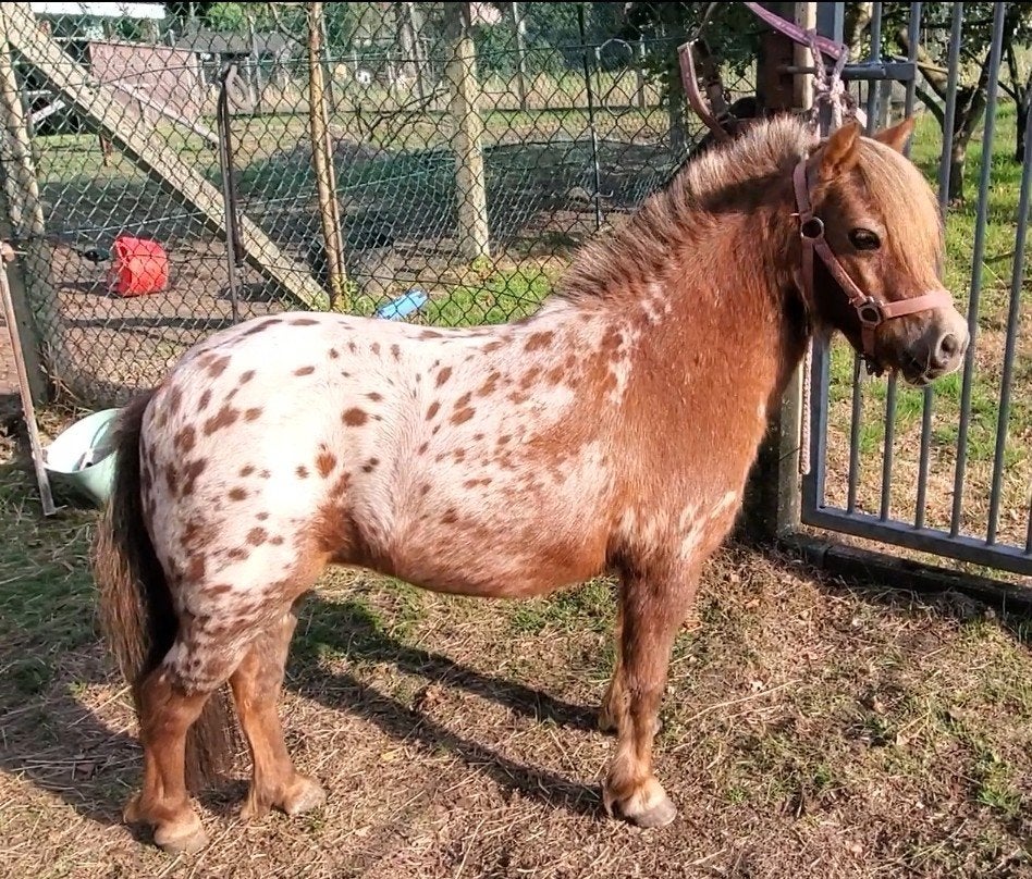Leuke kinderpony shetlander merrie., Merrie, Met stamboom, Zadelmak, A pony (tot 1.17m)
