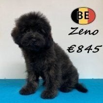 Pomapoo Zeno, un concentré de bonne humeur, 15 semaines à 1 an, Commerçant, Chien (mâle), Maladie de Carré (chiens)