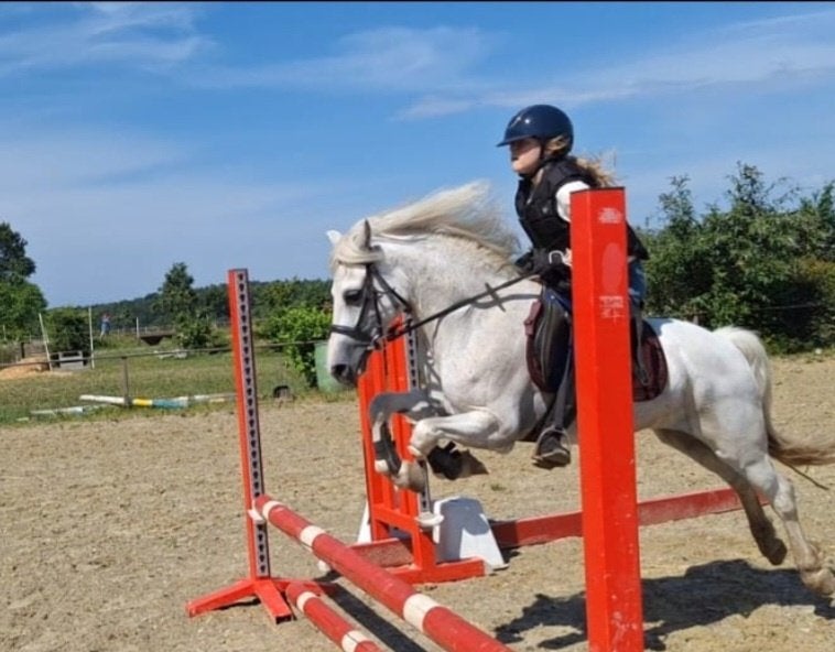 Brave B pony, Dieren en Toebehoren, Pony's, Merrie, B, B pony (1.17m tot 1.27m), Recreatiepony, 7 tot 10 jaar, Met stamboom