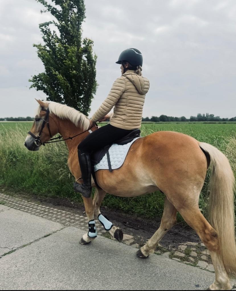 Halve stal gezocht voor mijn ruin, Dieren en Toebehoren, Paarden, Ruin, Zadelmak, Recreatiepaard, 3 tot 6 jaar