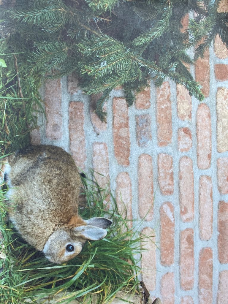 Konijnen voedster en 1 ram, Dieren en Toebehoren, Konijnen, Meerdere dieren, Middelgroot, 0 tot 2 jaar