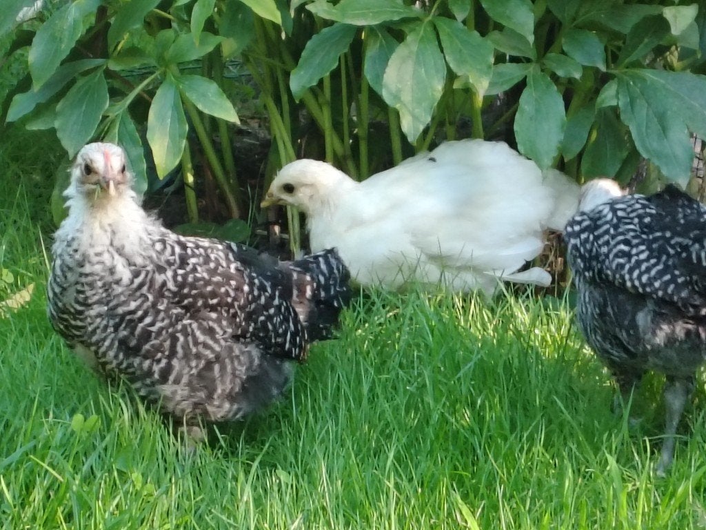 coq en braille, Animaux & Accessoires