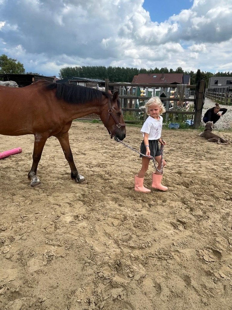 Superleuke weidevriendjes, Animaux & Accessoires, Poneys, Plusieurs animaux, Débourré, Poney C (1.27 m à 1.37m), Poney de récréation