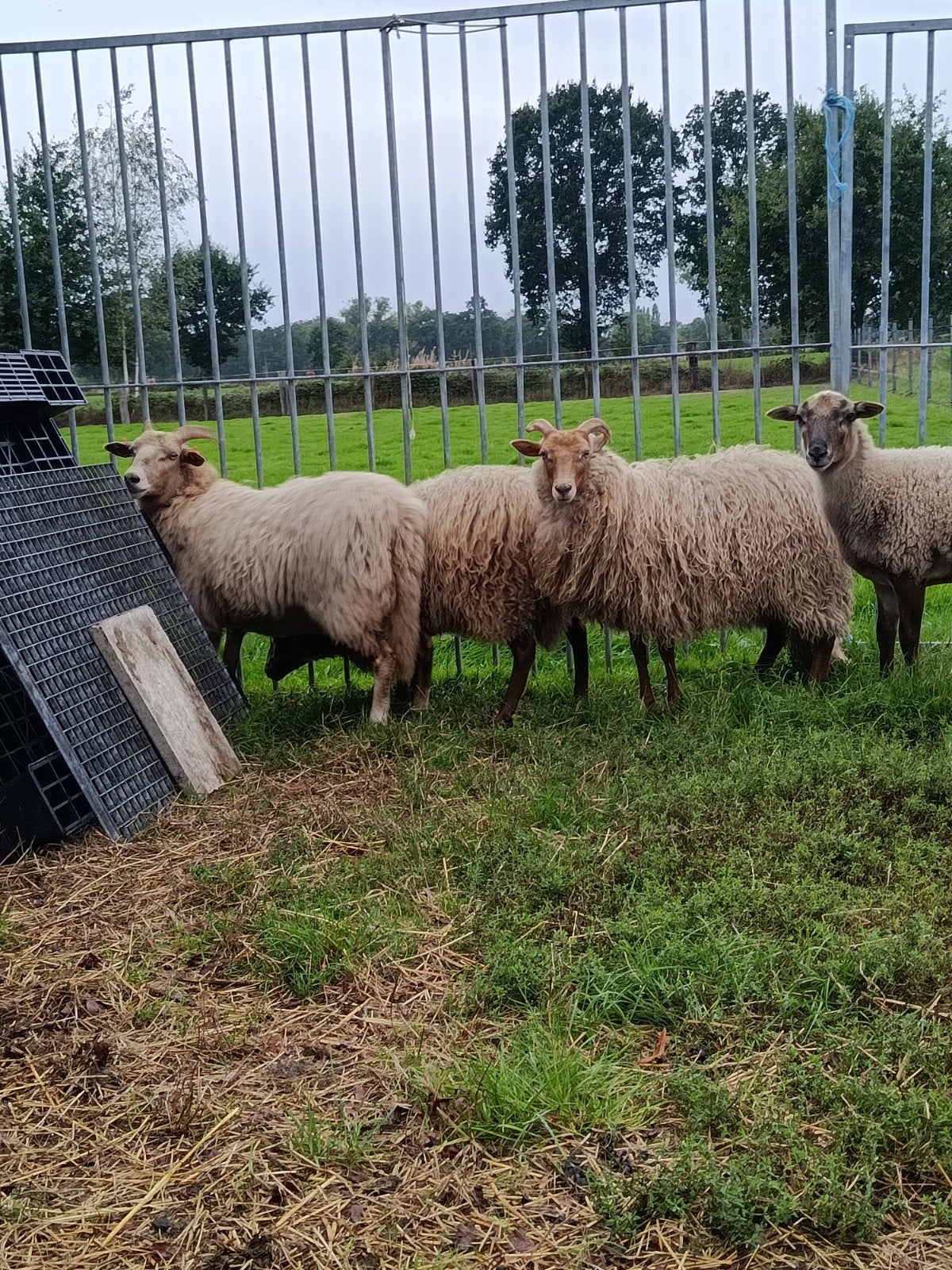 brebis belles et robustes