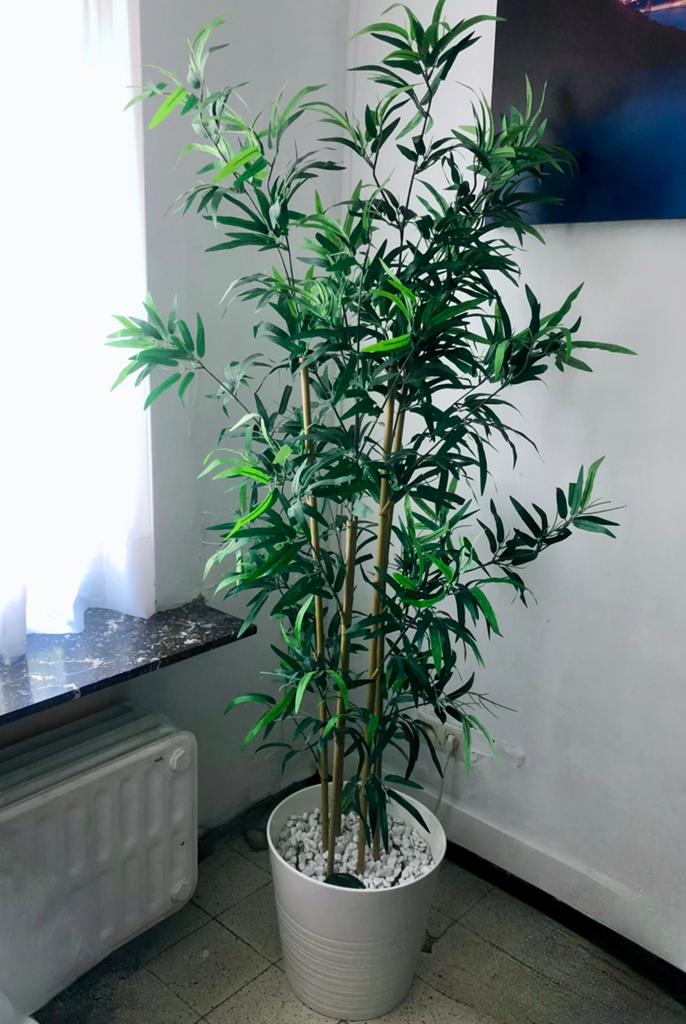 Bamboeplant, Enlèvement, Comme neuf