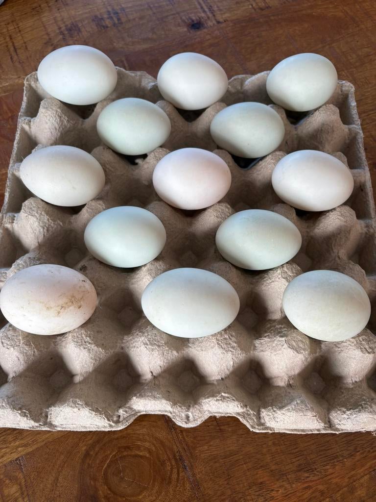 Broedeieren Indische loopeend, Meerdere dieren, Eend