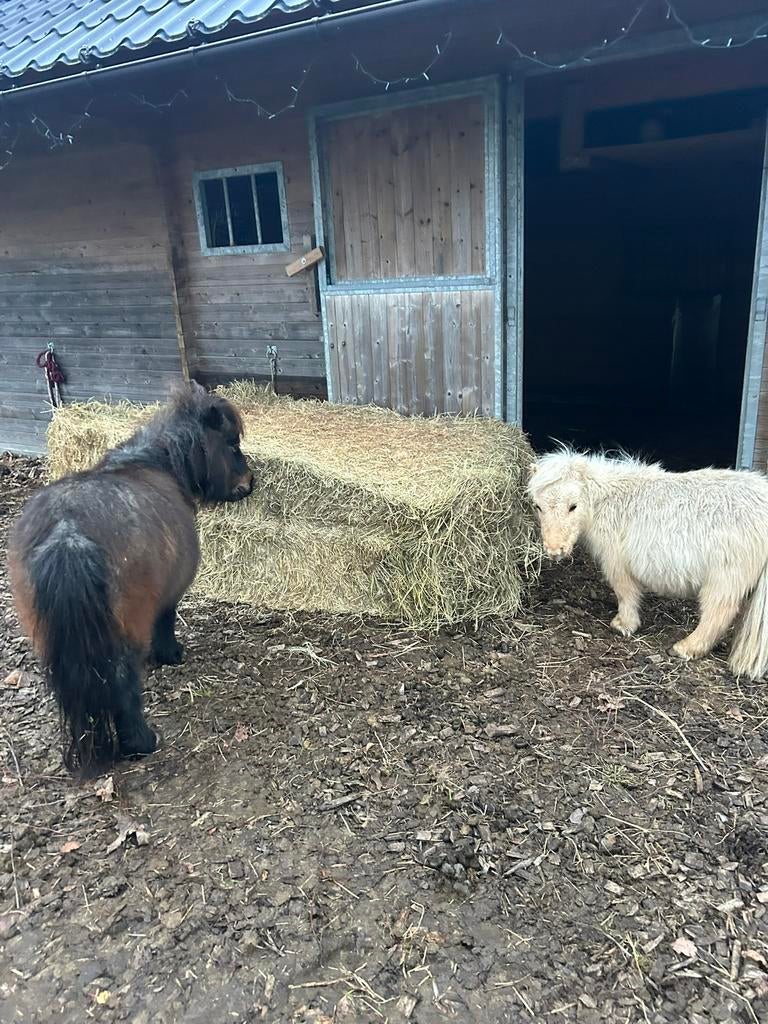 2 pony’s te koop, Dieren en Toebehoren, Met stamboom, Zadelmak, A pony (tot 1.17m), 3 tot 6 jaar