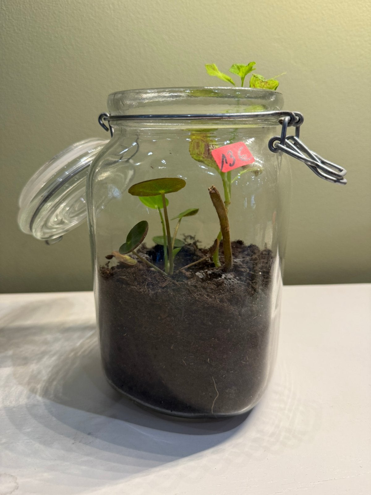 Terrarium met 2 planten, Huis en Inrichting, Kamerplanten, Ophalen, Overige soorten, In pot, Minder dan 100 cm