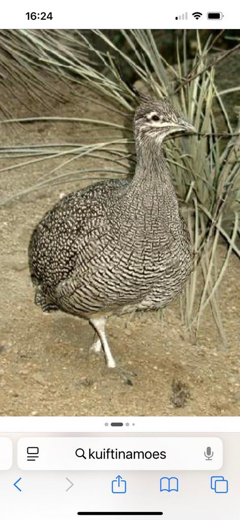 Kuiftinamoes(eudromia elegans), Dieren en Toebehoren, Pluimvee, Overige soorten