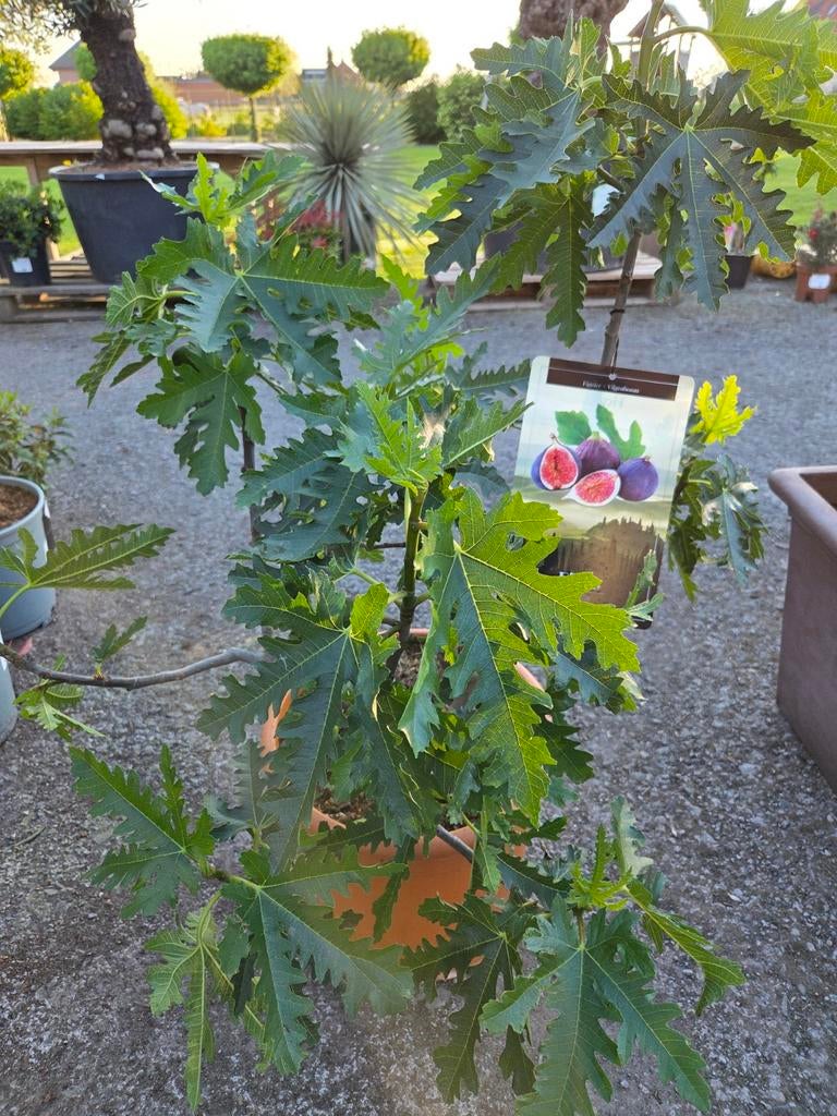 Ficus Carica 'Ice Crystal' Vijgenstruik, Enlèvement