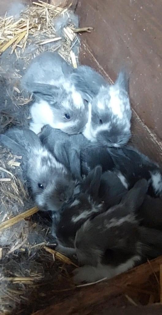 Baby konijnen, Dieren en Toebehoren, Pluimvee