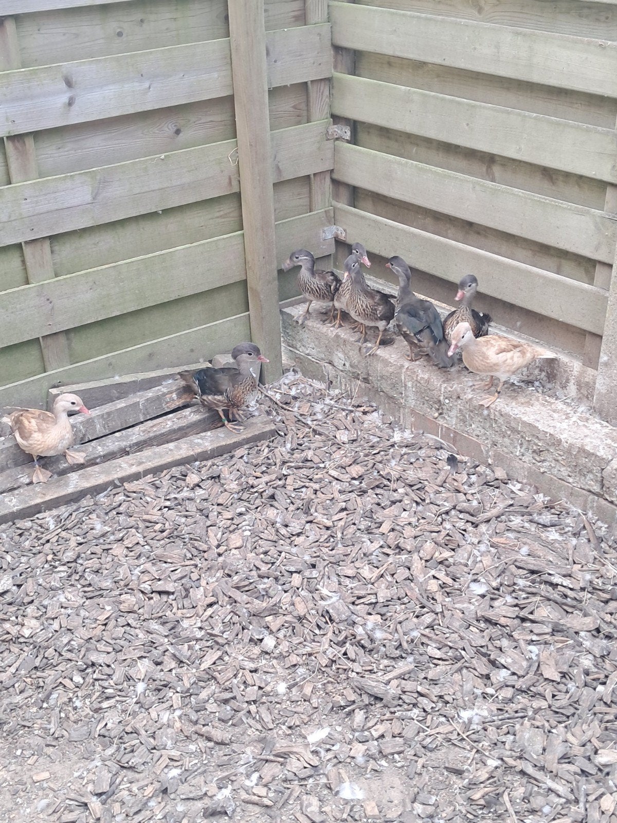 koppels mandarijneenden, Plusieurs animaux, Canard