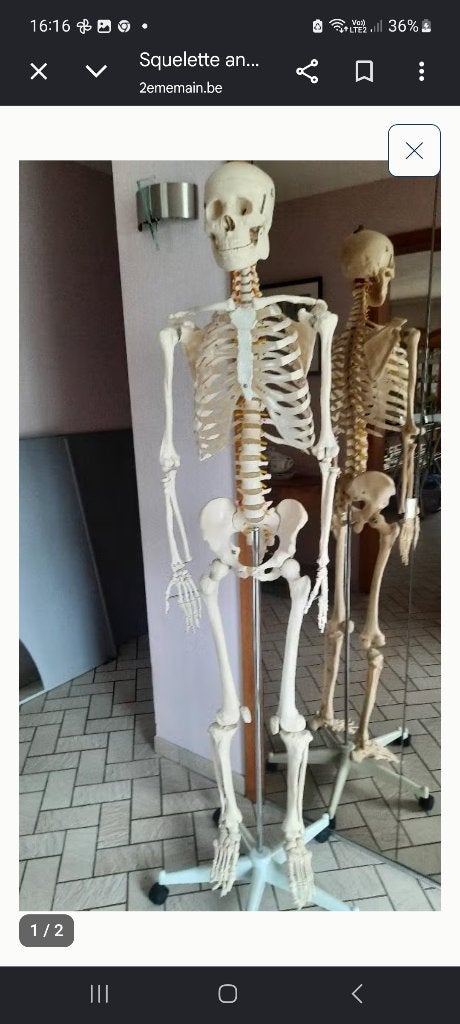 Anatomisch skelet, Ophalen, Zo goed als nieuw