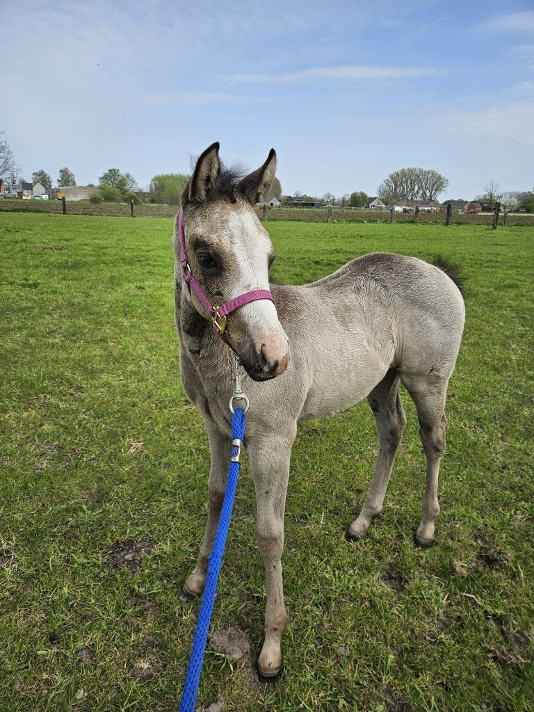 Paint ( apha) x quarter ( aqha) merrieveulen, Dieren en Toebehoren, Paarden, Merrie, Minder dan 160 cm, Met stamboom, 0 tot 2 jaar