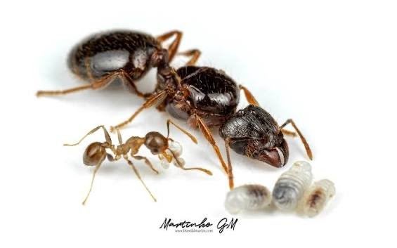 Pheidole megacephala 1reine +5ouvrières Fourmi à grosse tête, Animaux & Accessoires, Insectes & Araignées, Fourmis