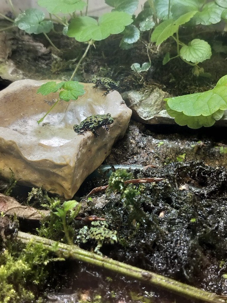 Chinese vuurbuikpad bombina orientalis, Dieren en Toebehoren, Amfibie, 0 tot 2 jaar