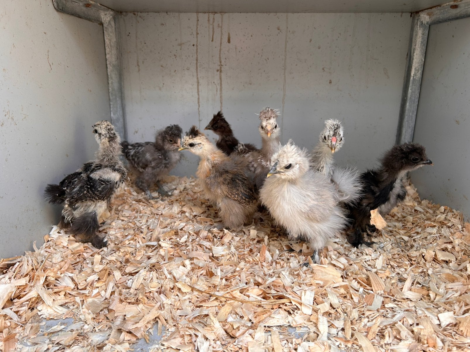Zijdehoender kuikens, Sexe inconnu, Poule ou poulet