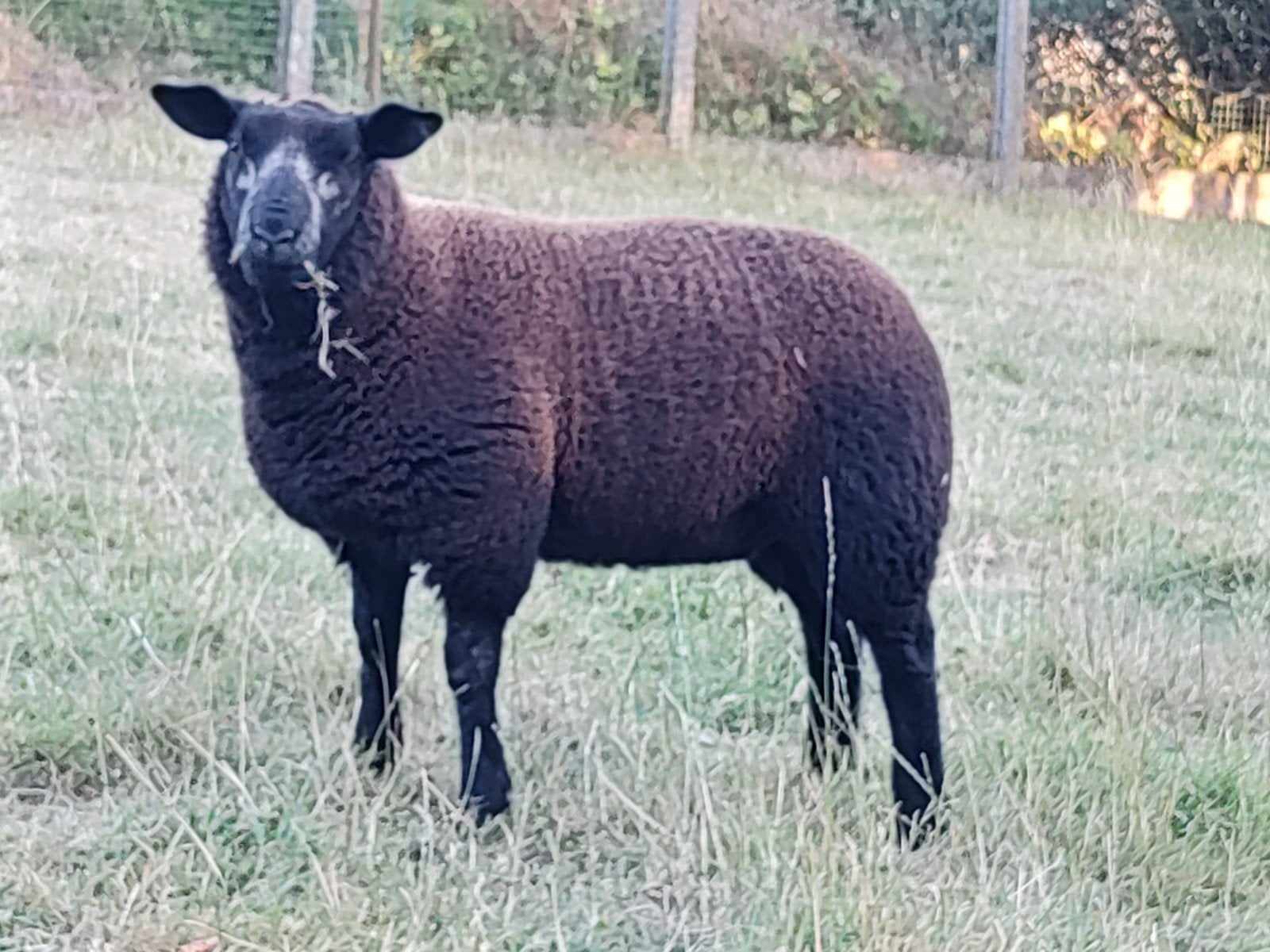 schaap (ooi) te koop, Dieren en Toebehoren, Schaap