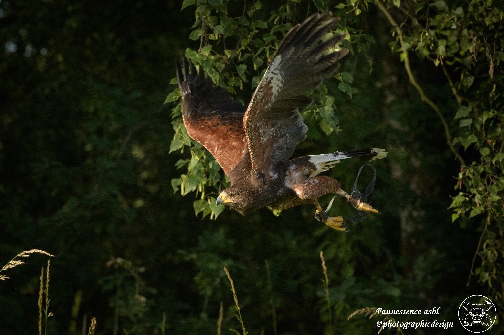 Stage de fauconnerie – Expérience unique avec rapace, Enlèvement, Neuf